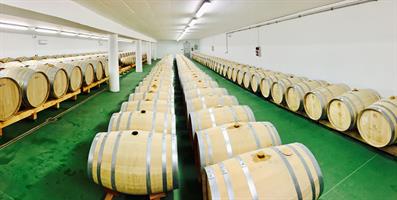 Vineyards, casks, wine gallery...