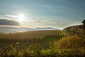 Vineyards, casks, wine gallery...